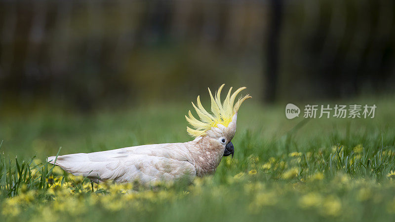 凤头鹦鹉(Cacatua galerita)